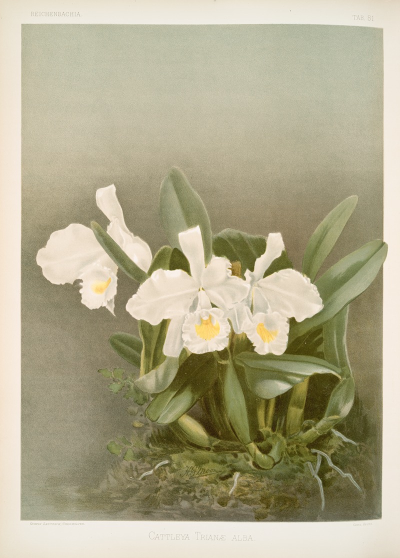 Frederick Sander - Cattleya trianæ alba.
