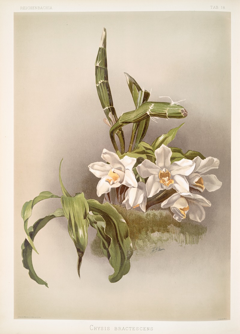 Frederick Sander - Chysis bractescens.