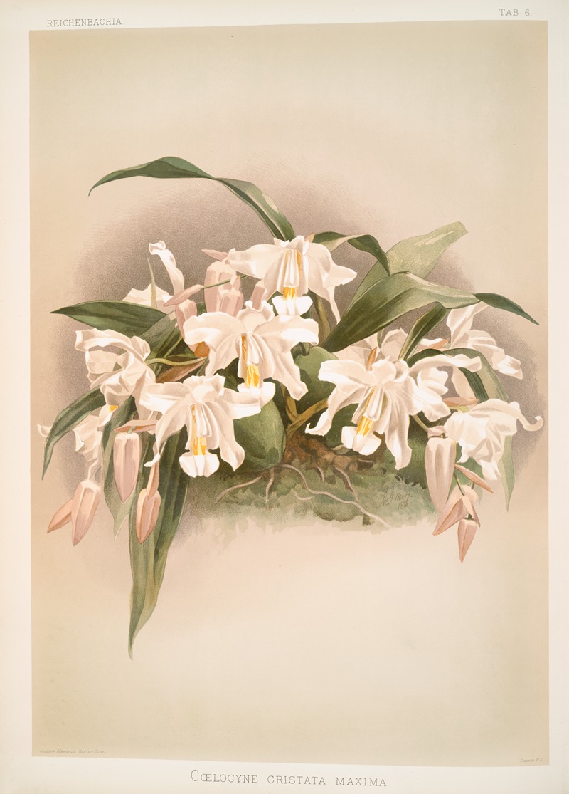 Frederick Sander - Coelogyne cristata maxima.