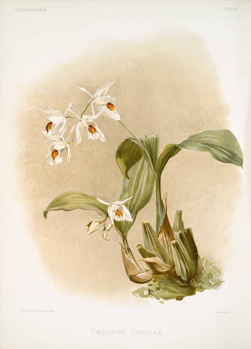 Frederick Sander - Coelogyne sanderæ.