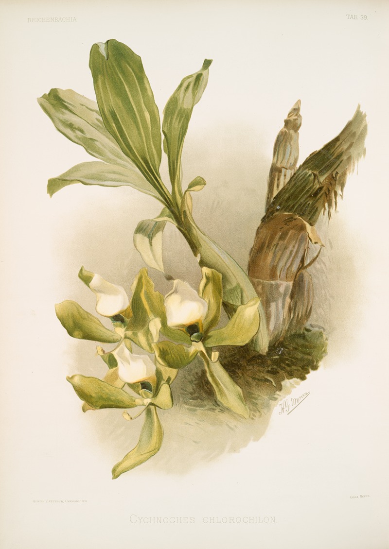 Frederick Sander - Cychnoches chlorochilon.