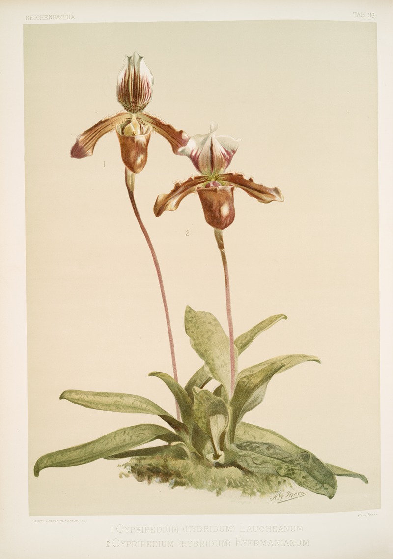 Frederick Sander - Cypripedium (hybridum) laucheanum; cypripedium (hybridum) eyermanianum.