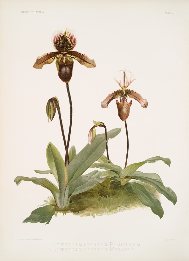 Frederick Sander - Cypripedium (hybridum) pollettianum; Cypripedium (hybridum) maynardii.