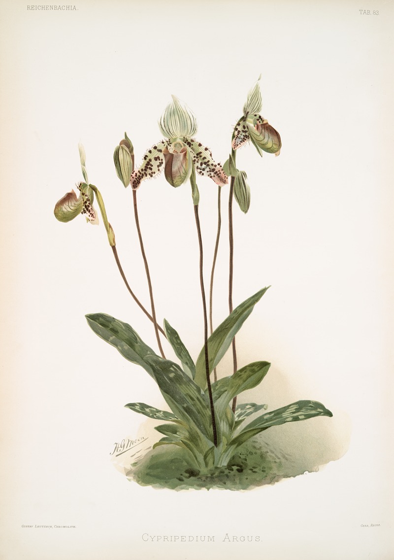 Frederick Sander - Cypripedium argus.