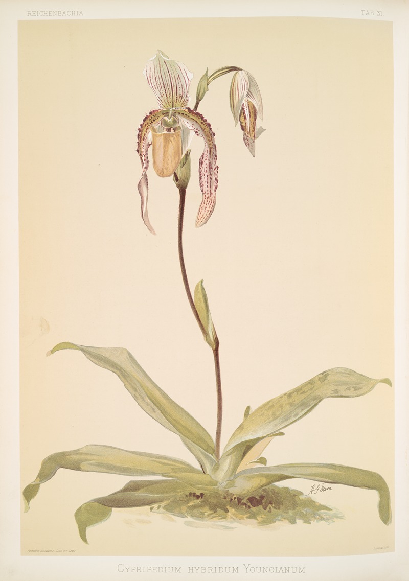 Frederick Sander - Cypripedium hybridum youngianum.