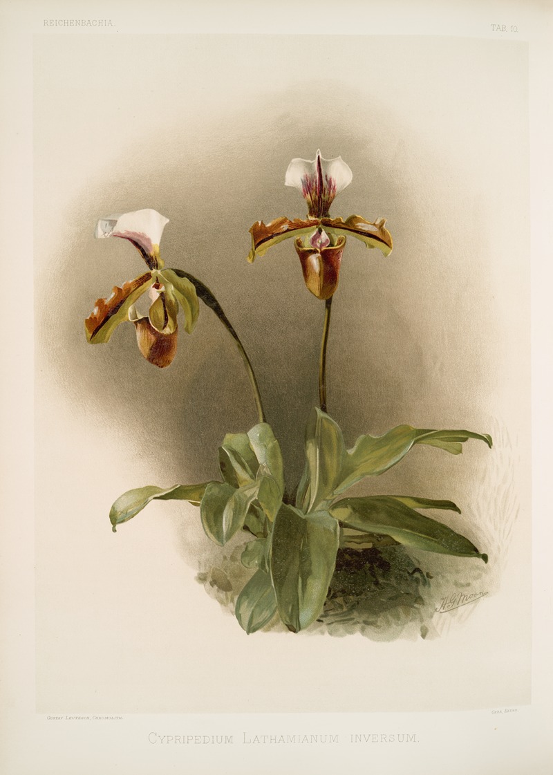 Frederick Sander - Cypripedium lathamianum inversum.