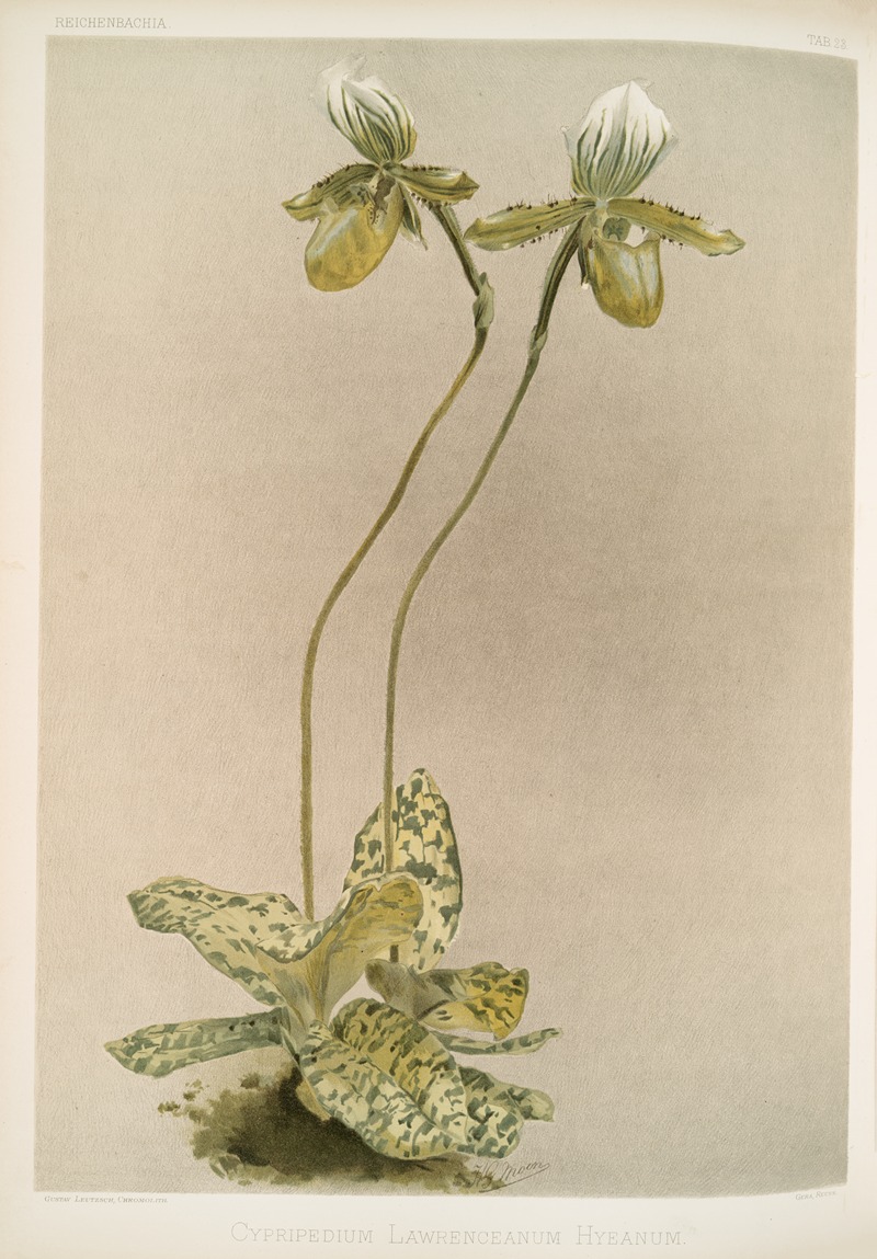 Frederick Sander - Cypripedium lawrenceanum hyeanum.