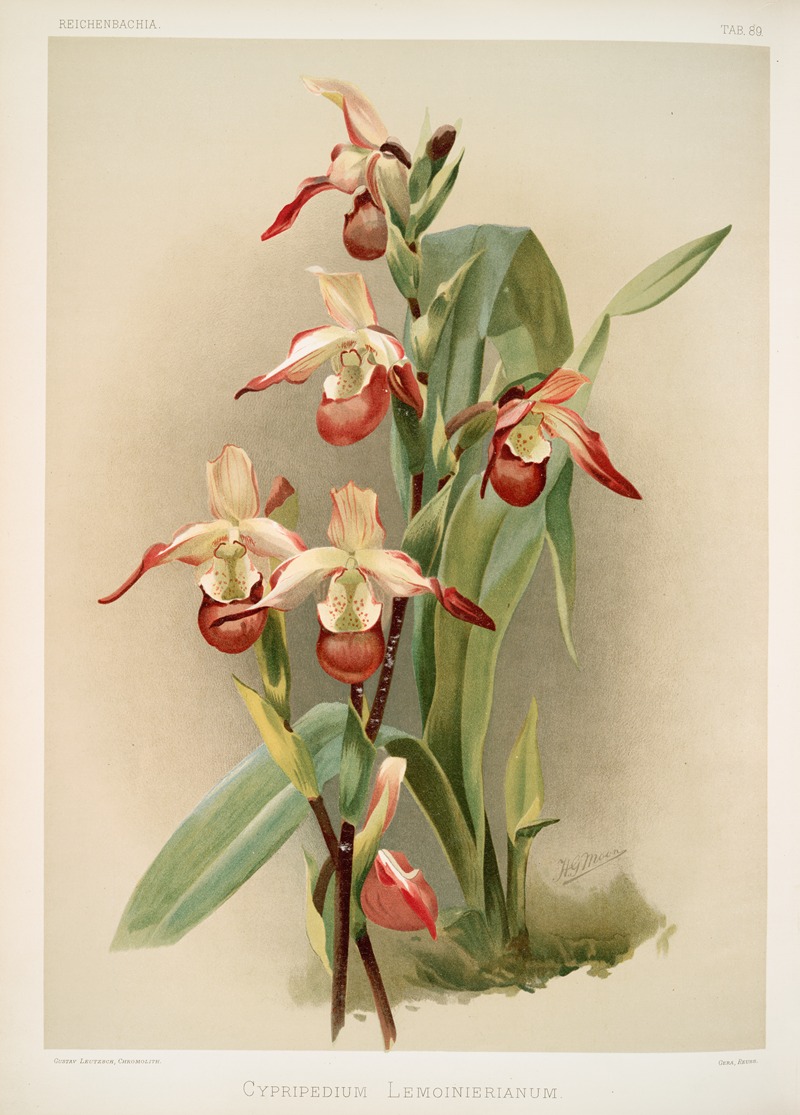 Frederick Sander - Cypripedium lemoinierianum.