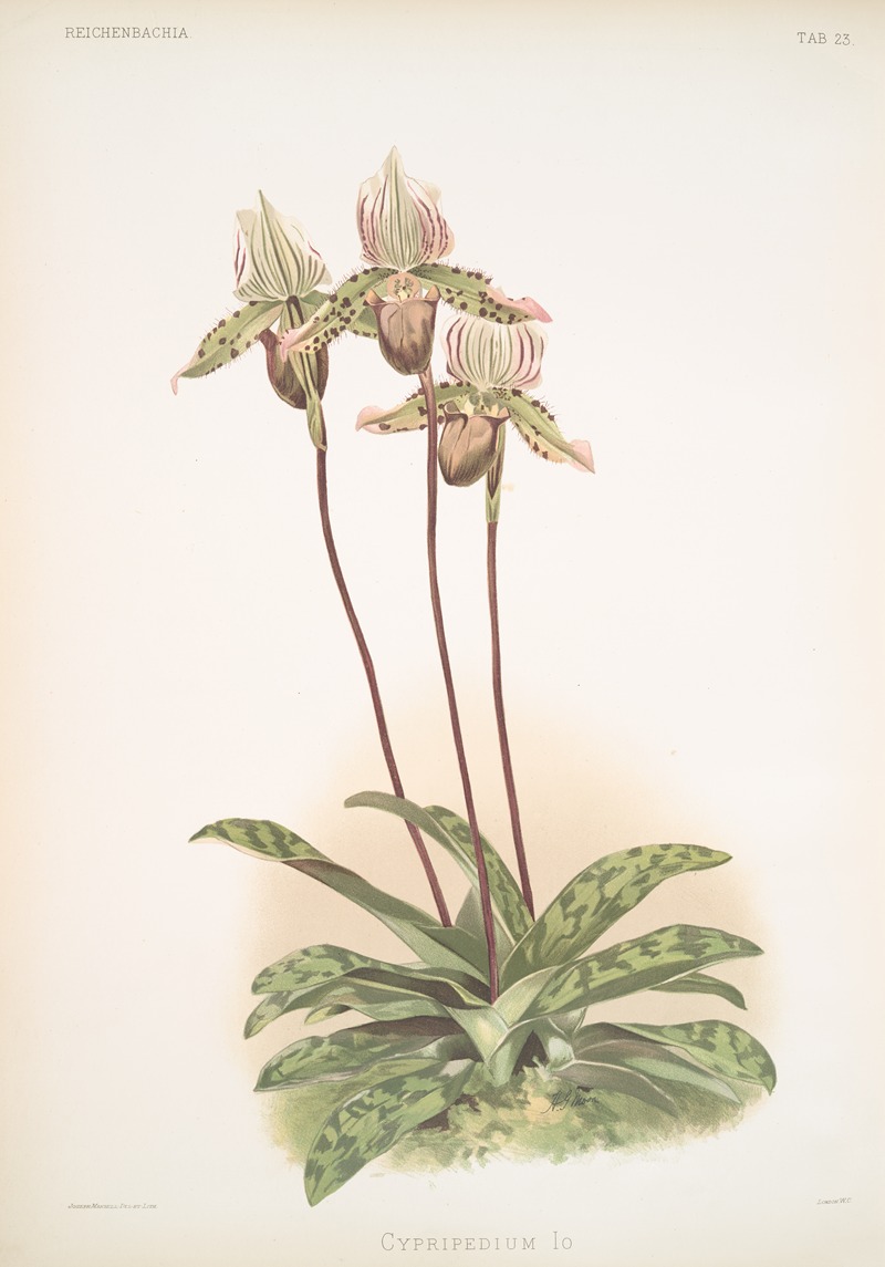 Frederick Sander - Cypripedium lo.
