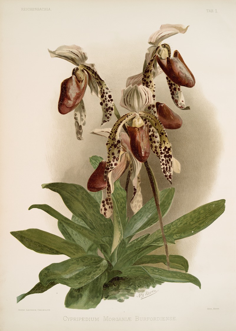 Frederick Sander - Cypripedium morganiæ burfordiense.