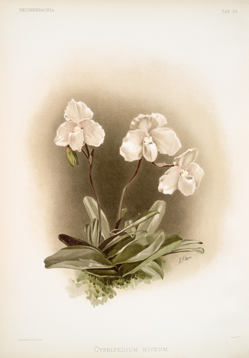 Frederick Sander - Cypripedium niveum.