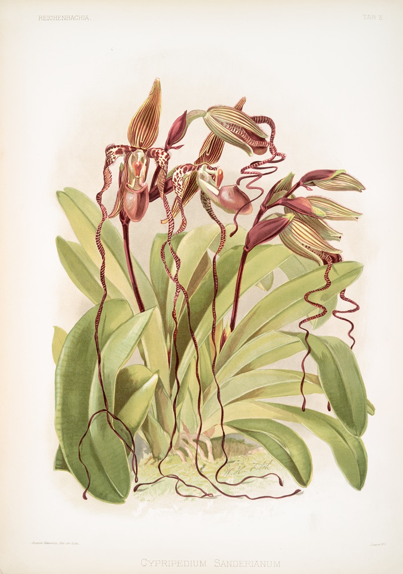 Frederick Sander - Cypripedium sanderianum.
