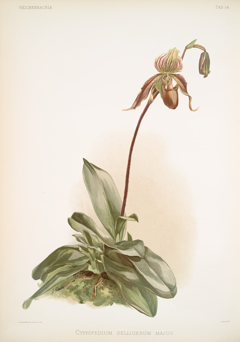 Frederick Sander - Cypripedium selligerum majus.