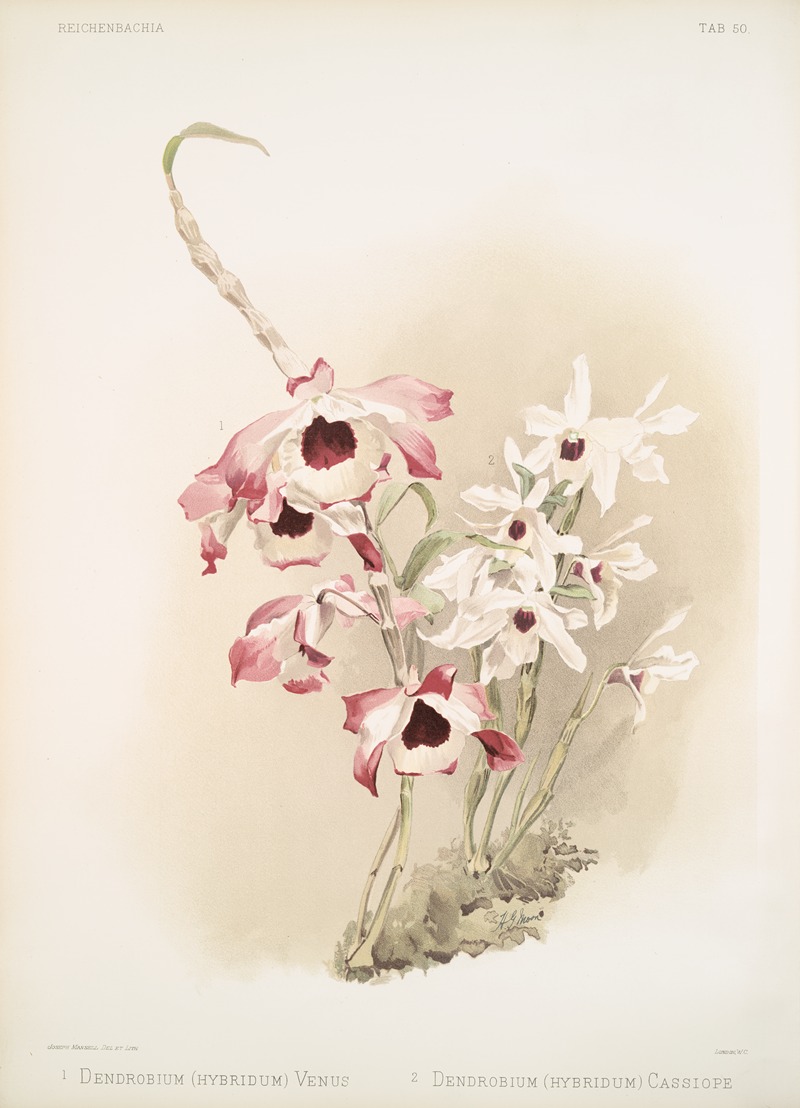 Frederick Sander - Dendrobium (hybridum) venus; Dendrobium (hybridum) cassiope.
