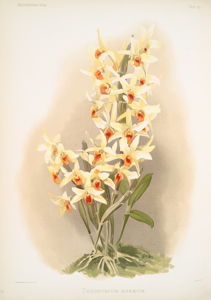 Frederick Sander - Dendrobium aureum