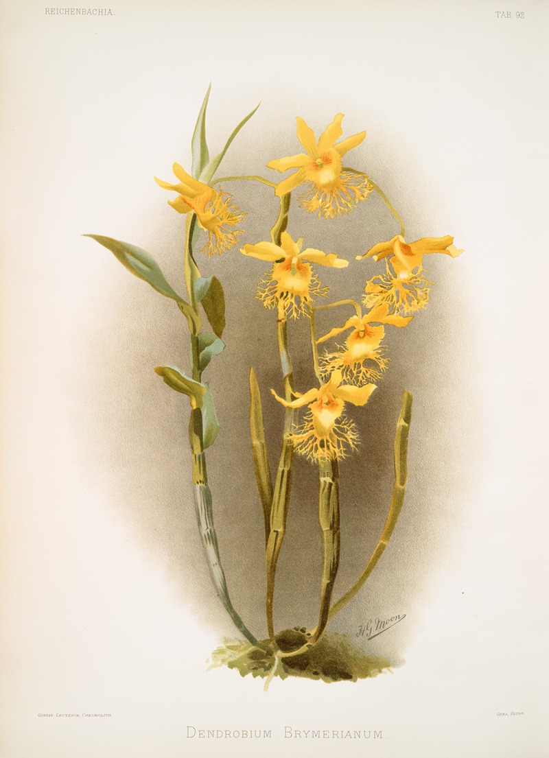 Frederick Sander - Dendrobium brymerianum.