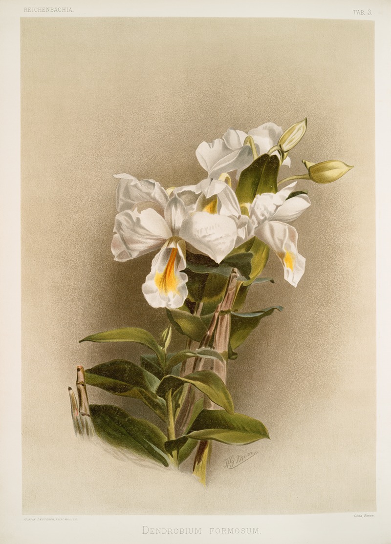 Frederick Sander - Dendrobium formosum.