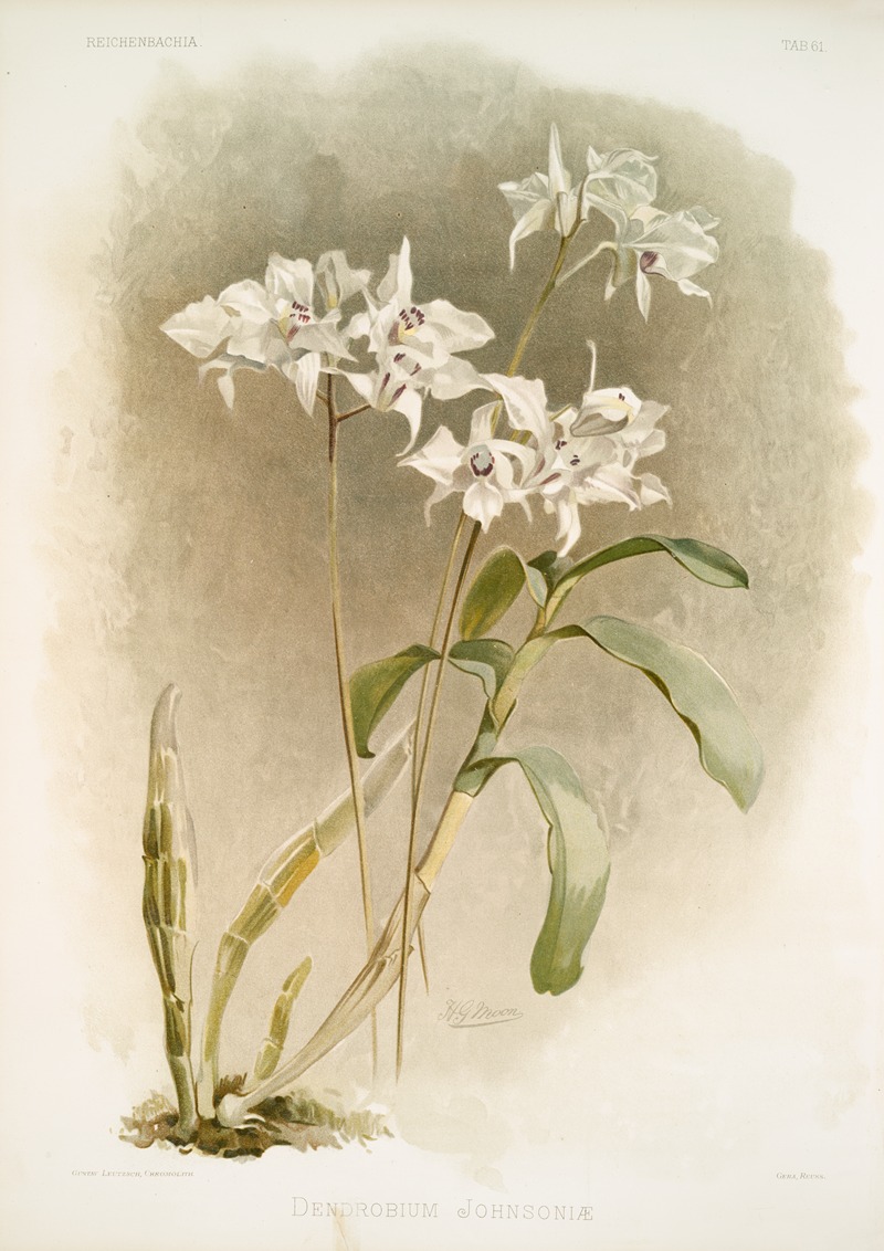 Frederick Sander - Dendrobium Johnsoniæ.