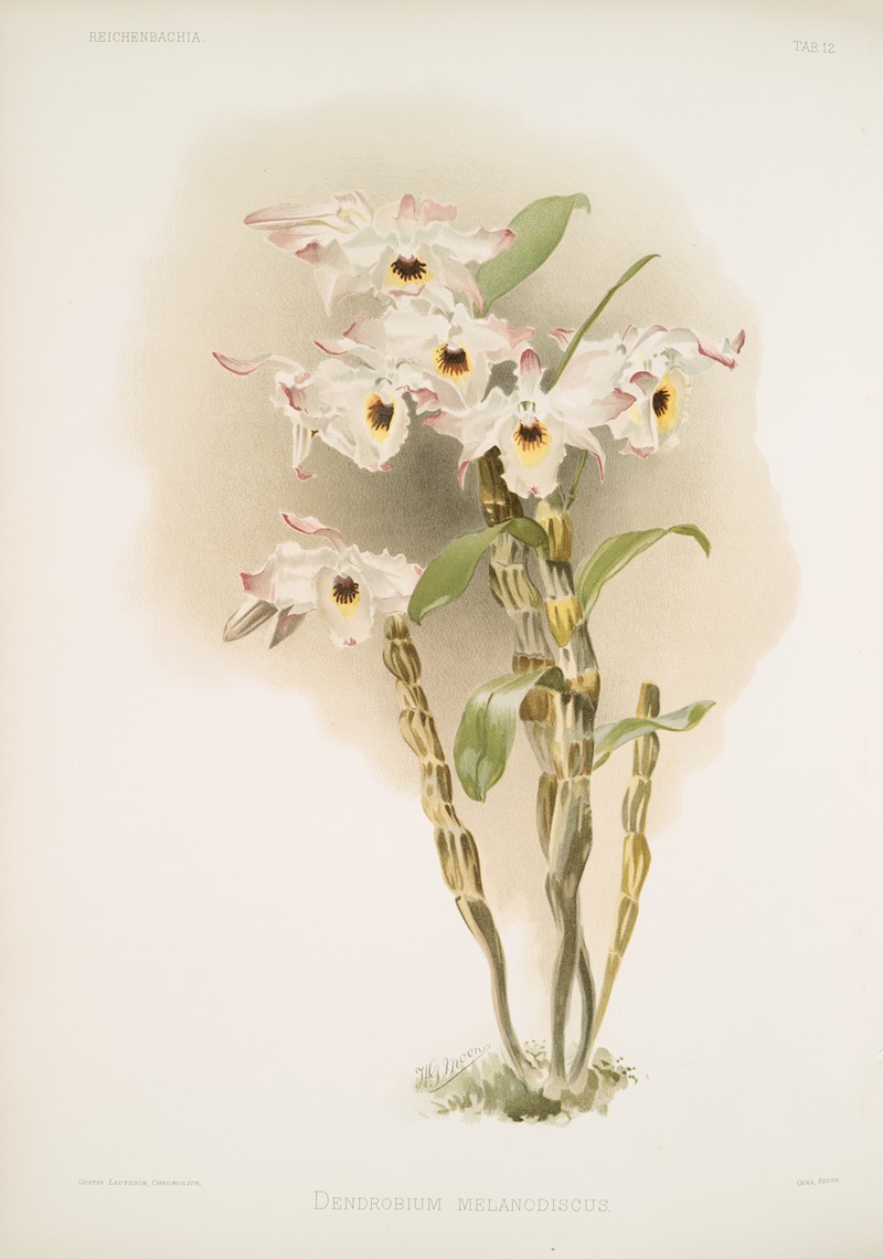 Frederick Sander - Dendrobium melanodiscus.