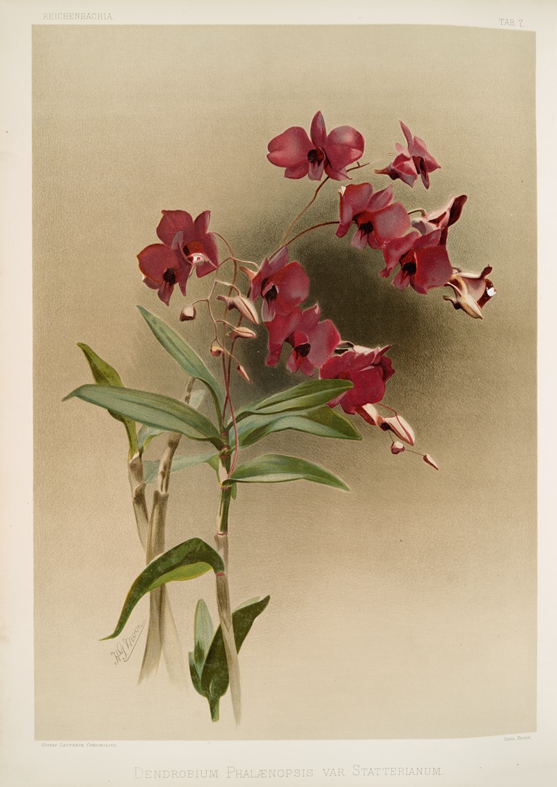 Frederick Sander - Dendrobium phalænopsis var statterianum.