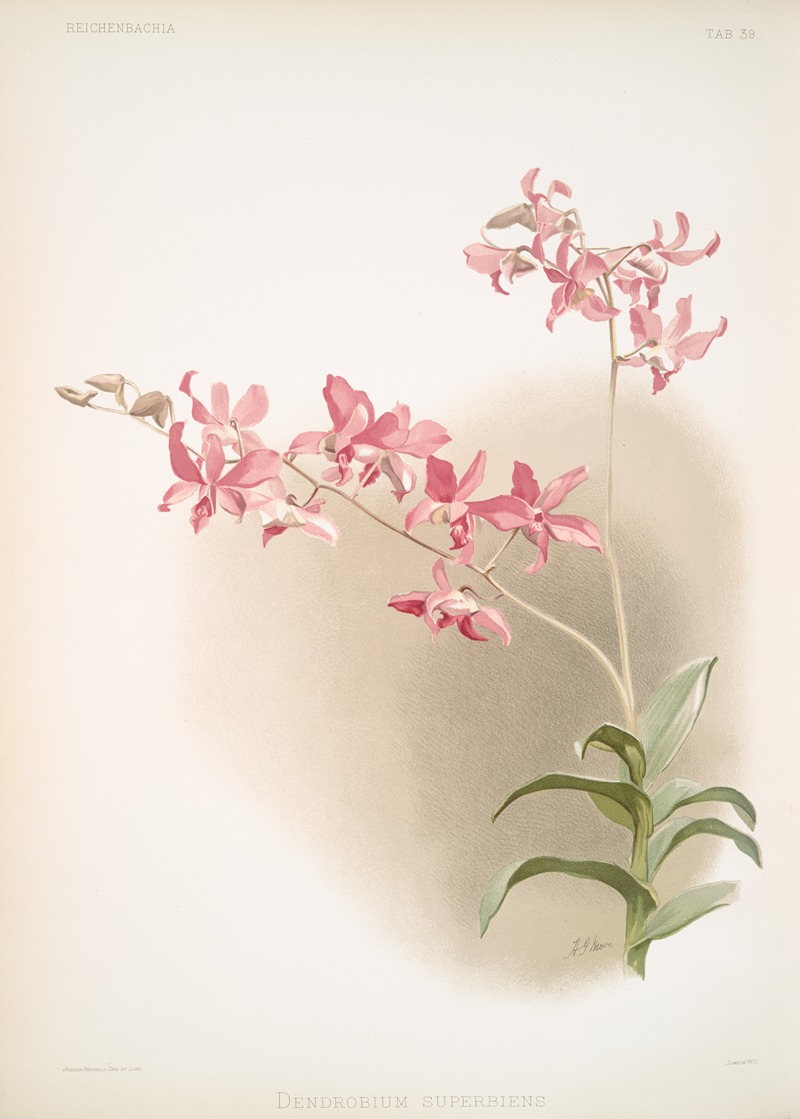 Frederick Sander - Dendrobium superbum.