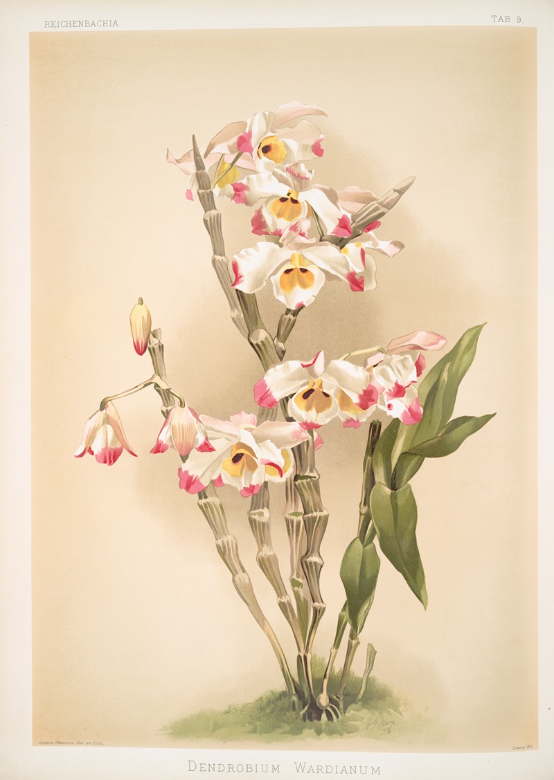 Frederick Sander - Dendrobium wardianum.