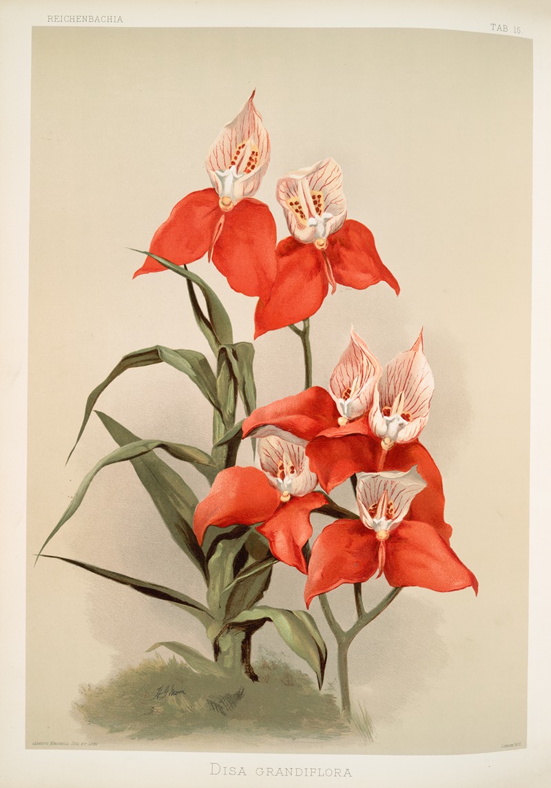 Frederick Sander - Disa grandiflora.