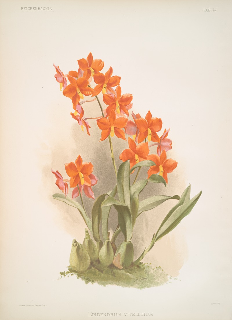 Frederick Sander - Epidendrum vitellinum.