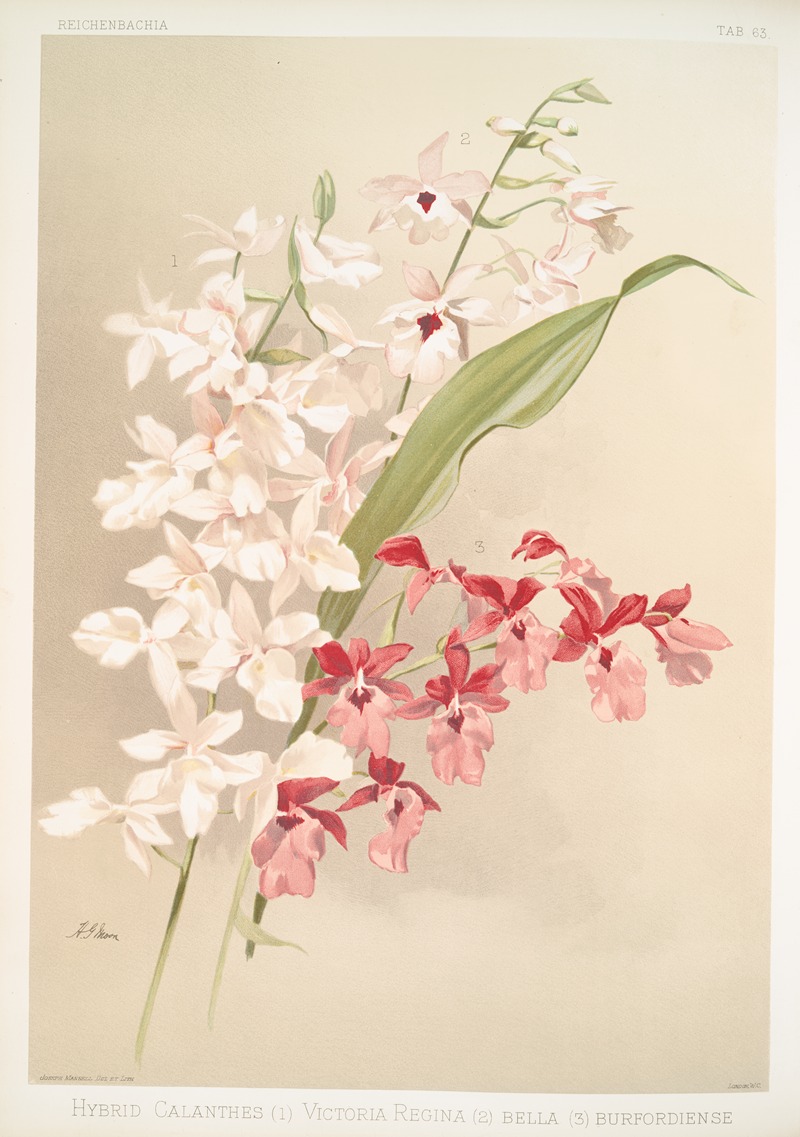 Frederick Sander - Hybrid calanthes (1) victoria regina (2) bella (3) burfordiense.