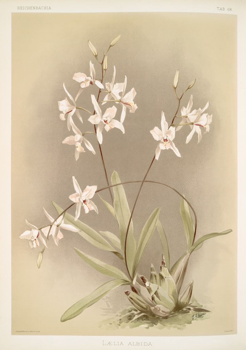 Frederick Sander - Lælia albida