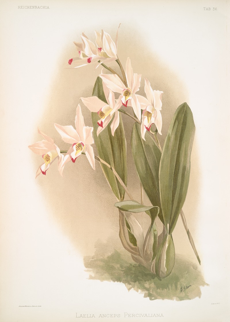 Frederick Sander - Laelia anceps Percivaliana.