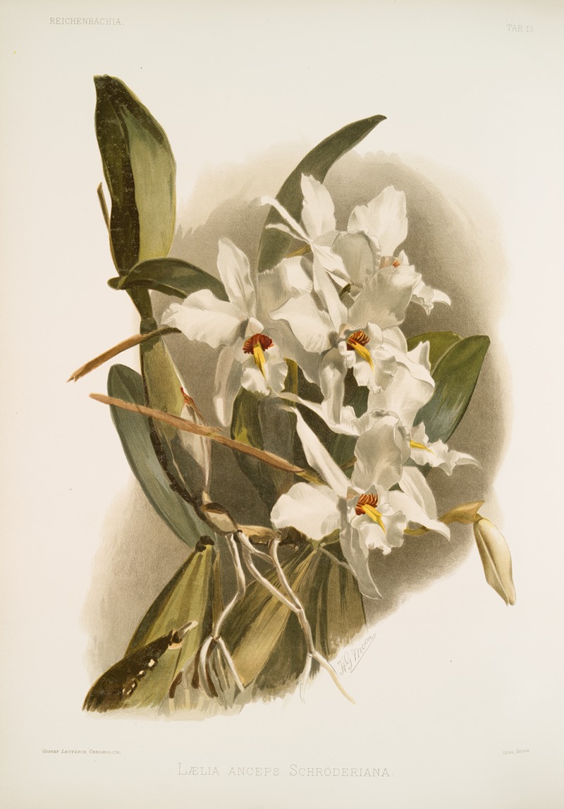 Frederick Sander - Lælia anceps schröderiana.