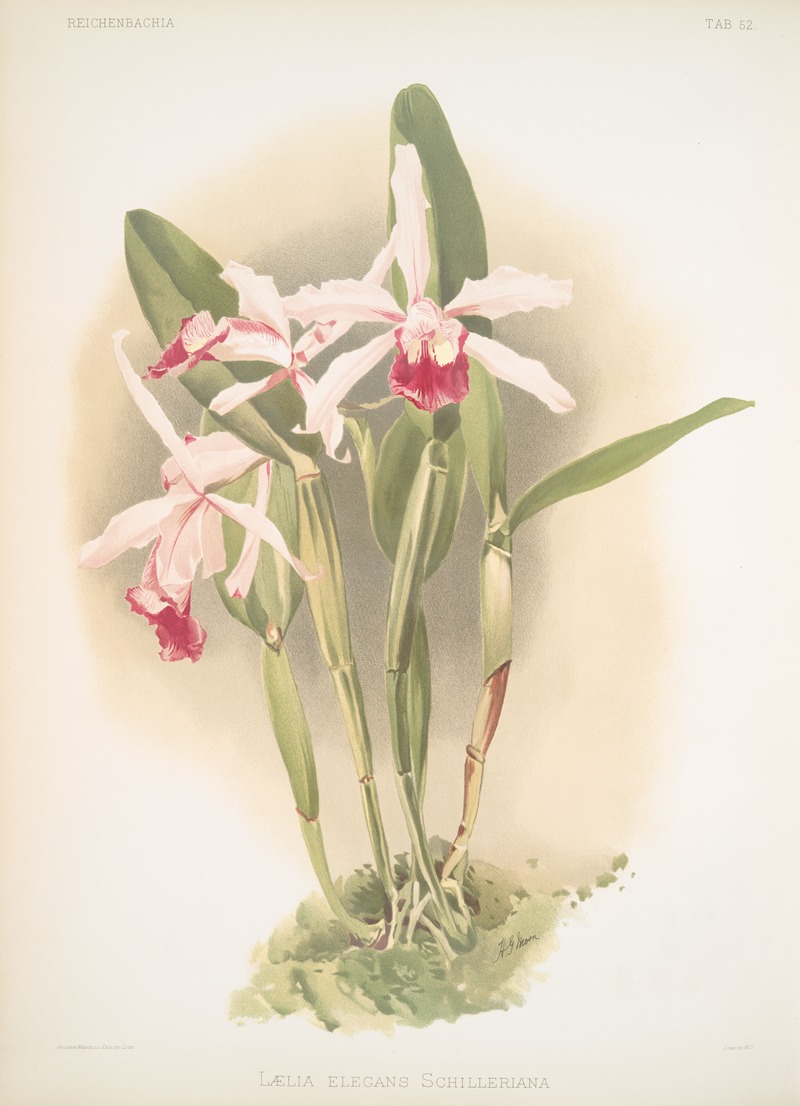 Frederick Sander - Lælia elegans schilleriana.