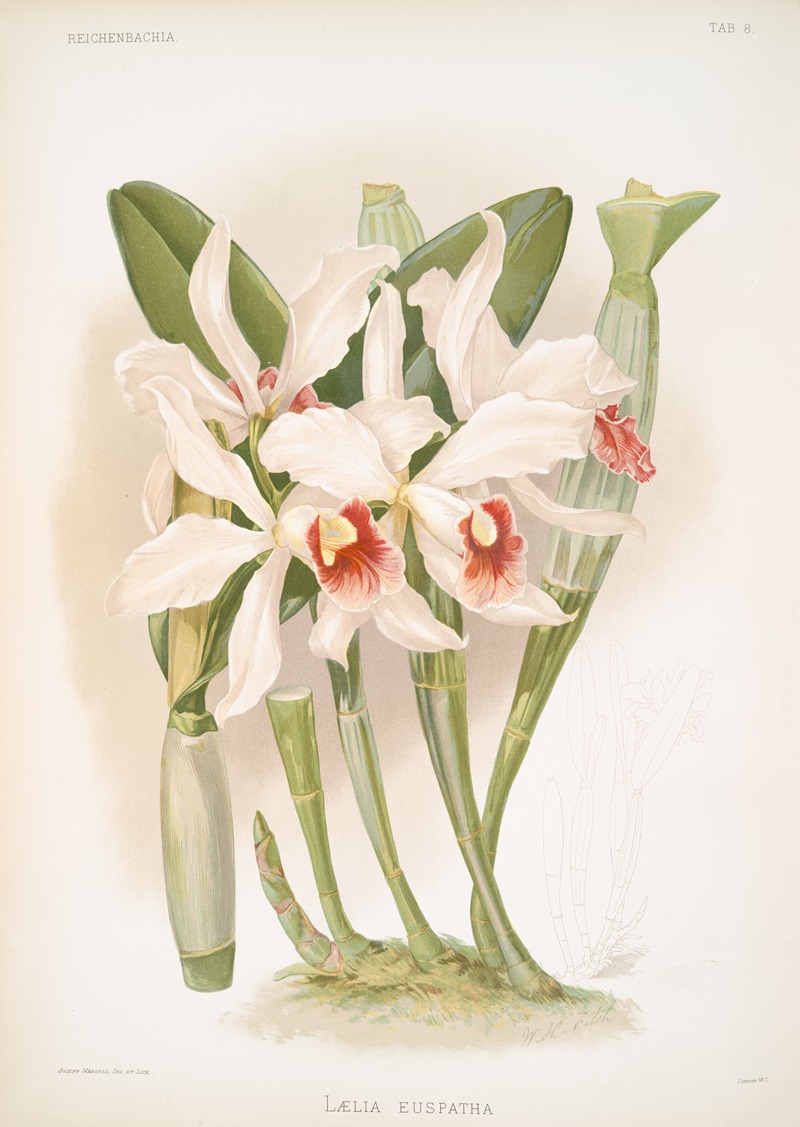 Frederick Sander - Laelia euspatha.