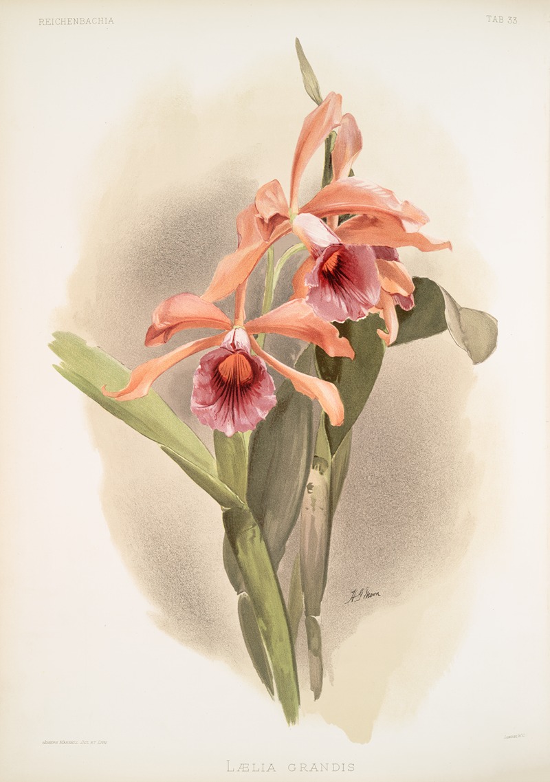 Frederick Sander - Lælia grandis.