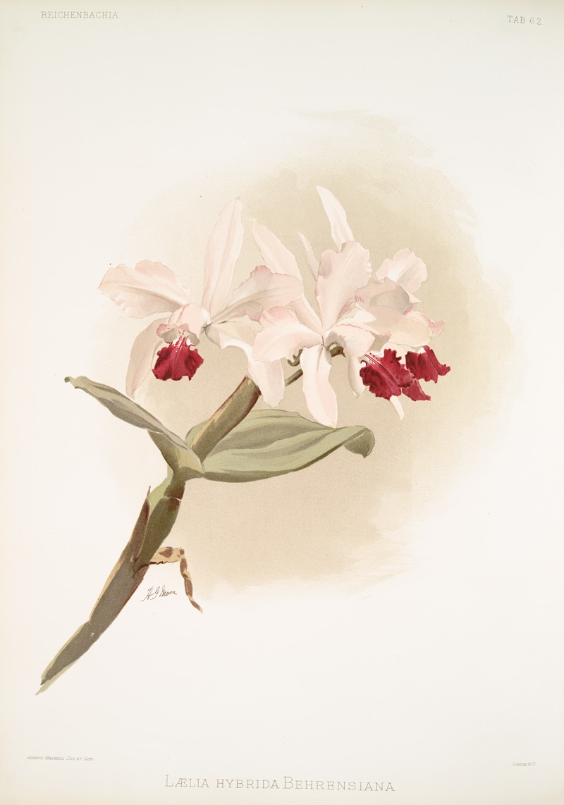 Frederick Sander - Lælia hybrida behrensiana.