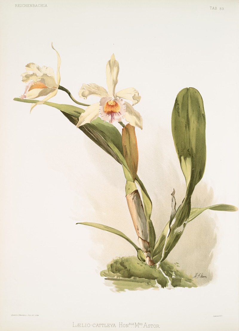 Frederick Sander - Lælio-cattleya honble Mrs. Astor.