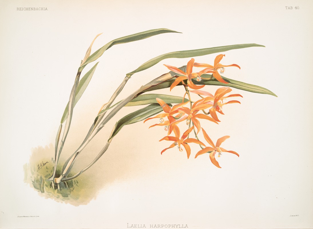 Frederick Sander - Laella harpophylla.