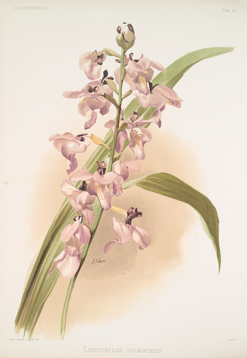 Frederick Sander - Lissochilus giganteus.