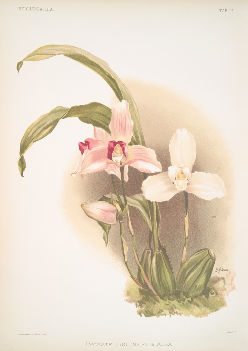 Frederick Sander - Lycaste skinneri & alba.