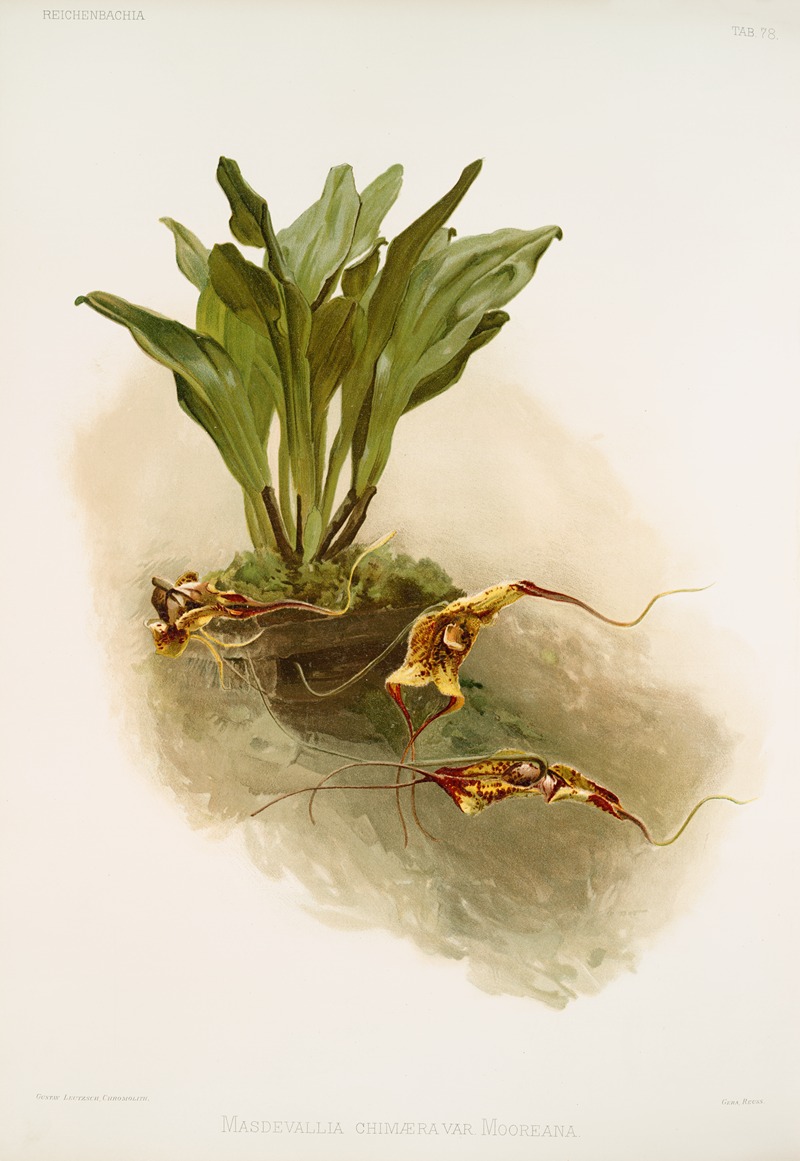 Frederick Sander - Masdevallia chimæra var mooreana.