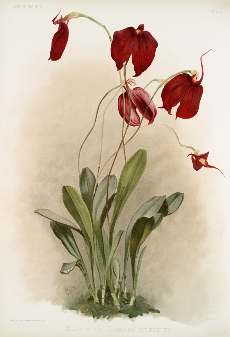Frederick Sander - Masdevallia harryana splendens.