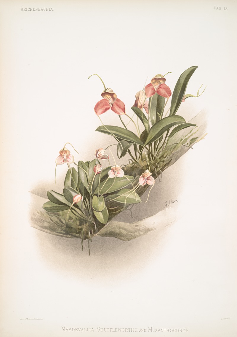 Frederick Sander - Masdevallia shuttleworthii and M. xanthocorys.