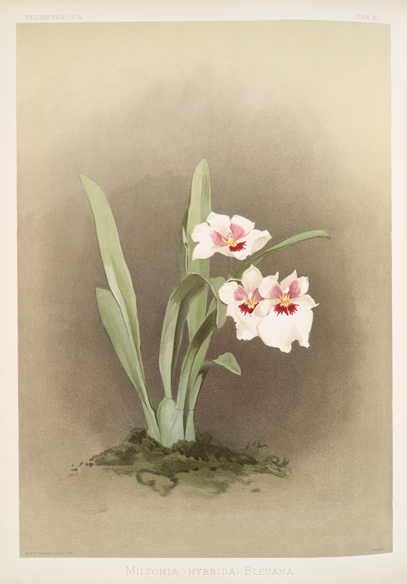 Frederick Sander - Miltonia (hybrida) bleuana.