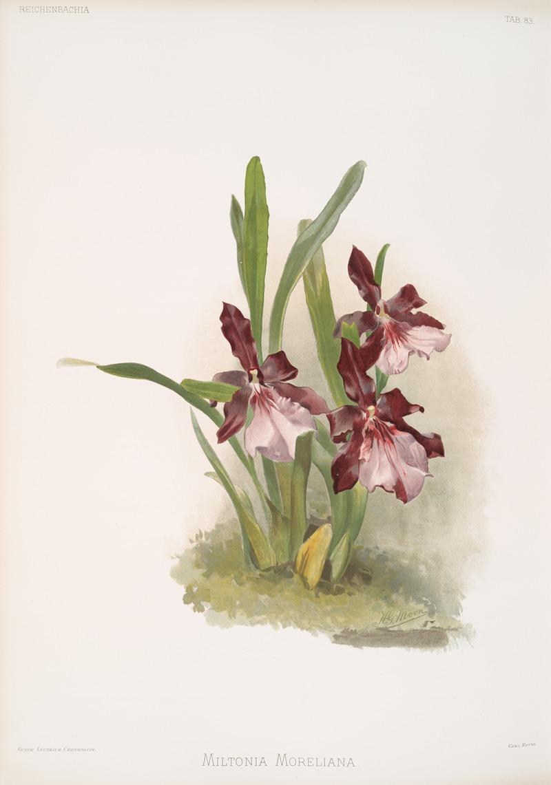 Frederick Sander - Miltonia moreliana