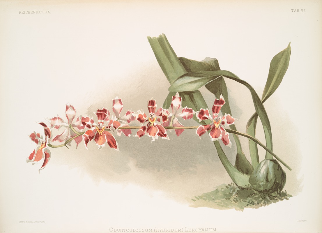 Frederick Sander - Odontoglossum (hybridum) leroyanum.