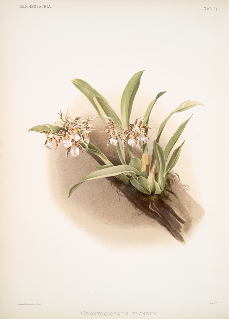 Frederick Sander - Odontoglossum blandum.