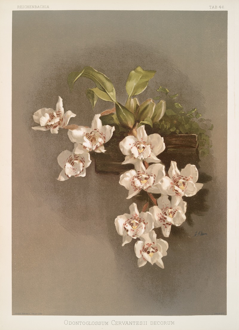 Frederick Sander - Odontoglossum cervantesii decorum.