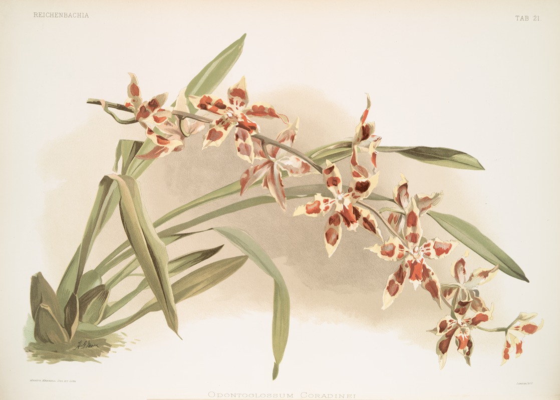 Frederick Sander - Odontoglossum coradinei.