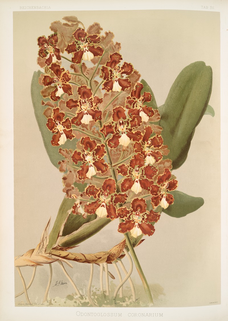 Frederick Sander - Odontoglossum coronarium.